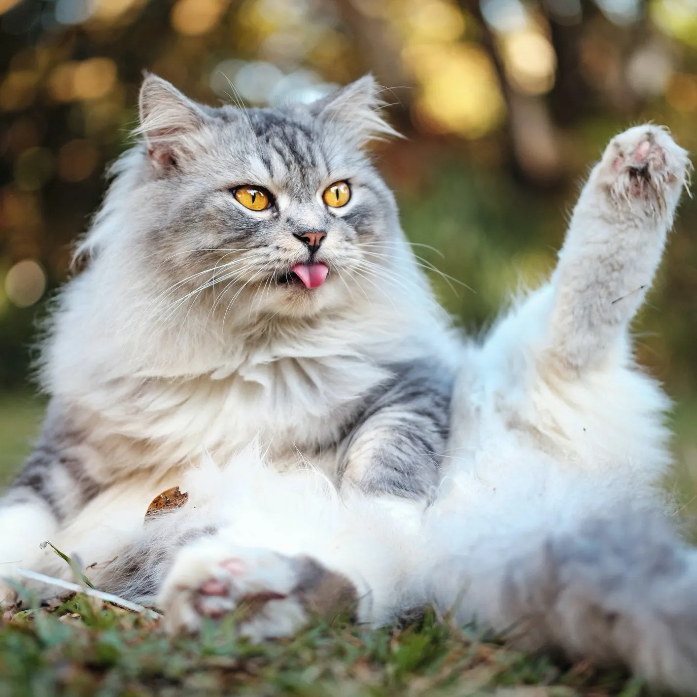 Hairballs / Furballs Plus