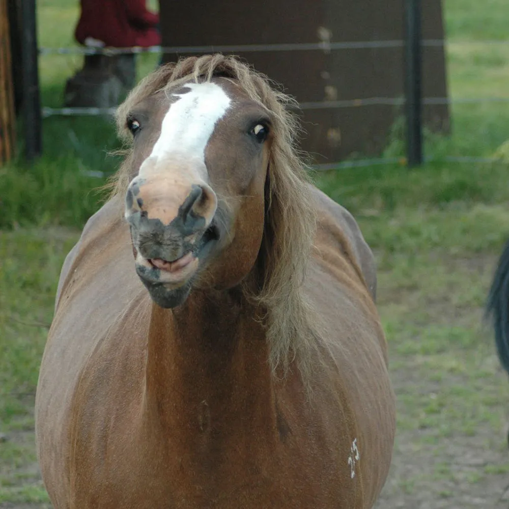 Mares Plus
