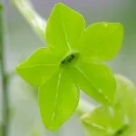 Range of Light - Green Nicotiana - .25 fl oz